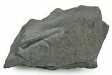Fossil Belemnite (Youngibelus) Rostrum - Germany #354200-1